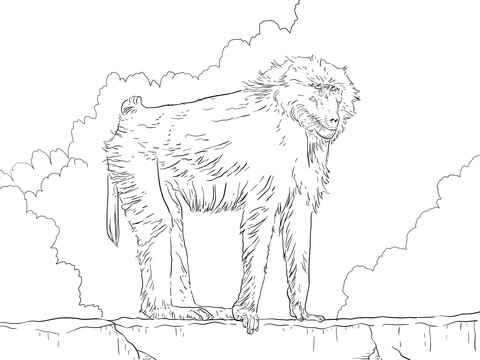 Olive Baboon Coloring Page